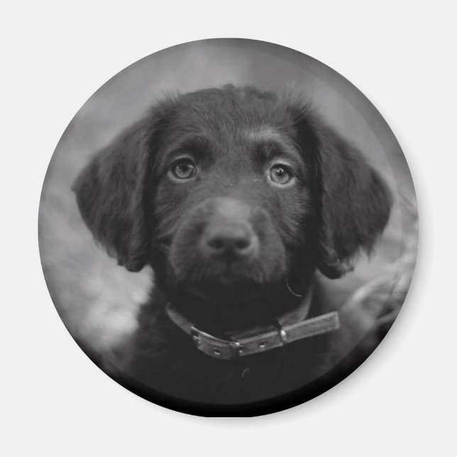 Labradoodle in B&W-Abzeichen Magnet (Vorne)