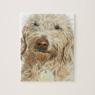 Labradoodle Ingwer