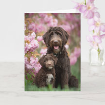 Labradoodle Mama Muttertag Liebe