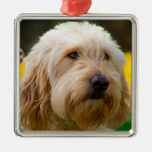 Labradoodle Puppy Dog