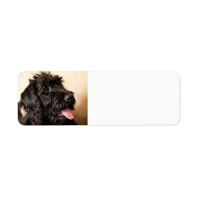 Labradoodle-Rücksendeadresse (Vorne)
