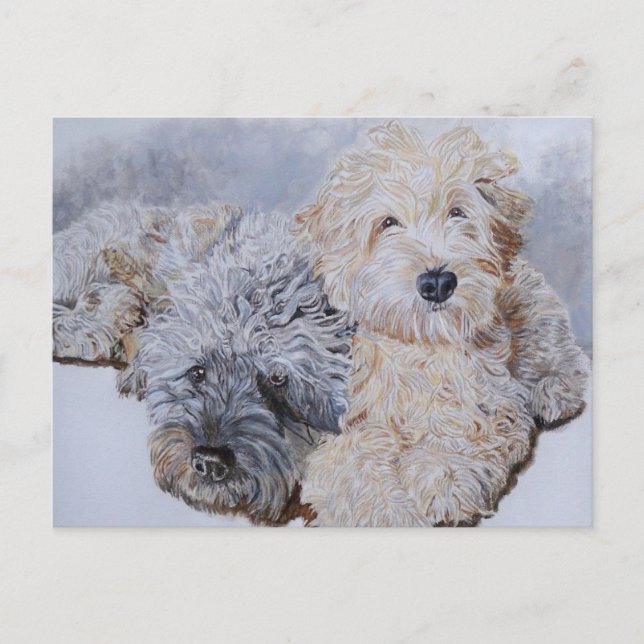 Labradoodles deux cartes postales (Devant)