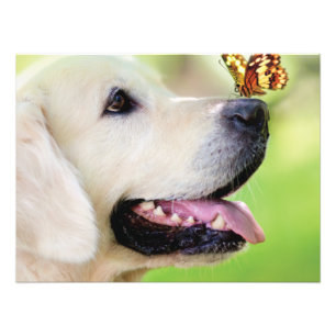 Labrador And Butterfly Throw Pillow Fotodruck
