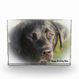 Labrador Dog Fotoblock