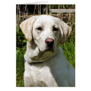 LABRADOR DOG GREETKARTE