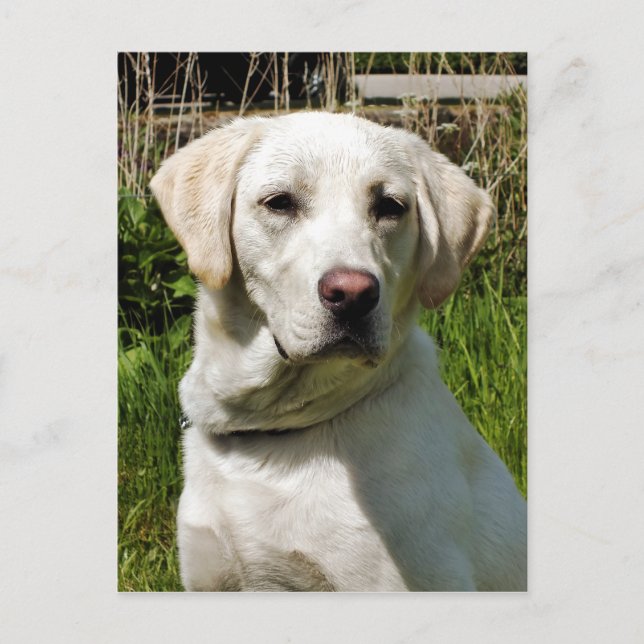 LABRADOR DOG POSTKARTE (Vorderseite)