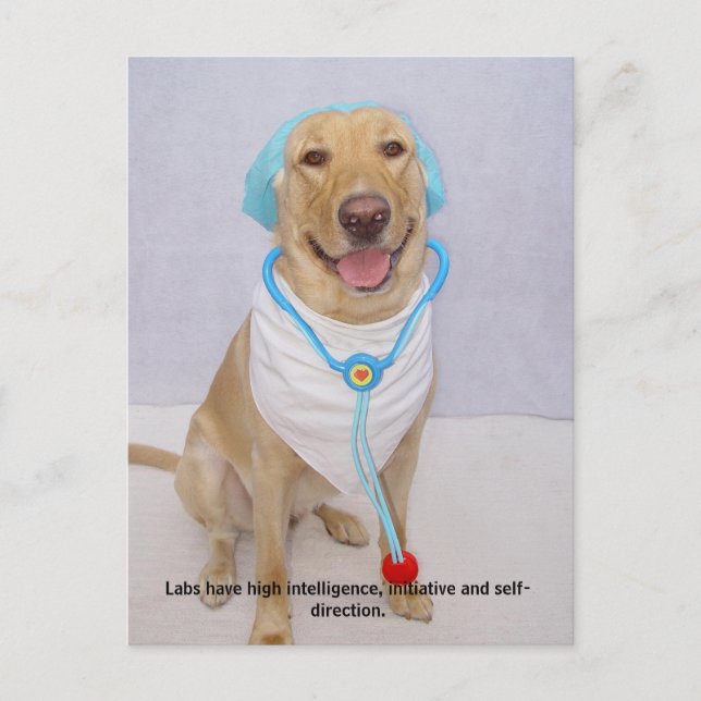 Labrador-Eigenschaften - hohe Intelligenz Postkarte (Vorderseite)