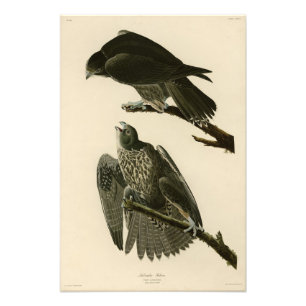 Labrador Falcon von Audubons Vögeln von Amerika Fotodruck
