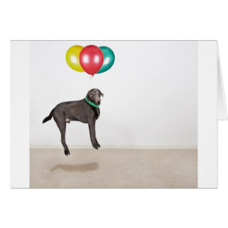 Labrador flottant