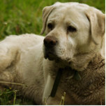 Labrador-Foto Freistehende Fotoskulptur<br><div class="desc">Niedlicher Labrador, der auf einem Gras ruht.</div>