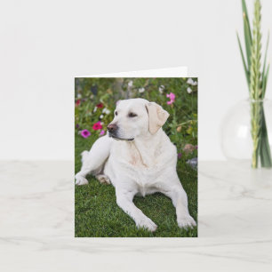 Labrador-Foto-Grußkarte Karte