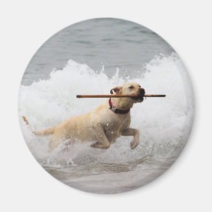 Labrador - Gelb - gehen Sie Reichweite! Magnet