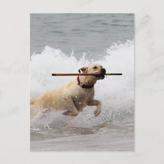 Labrador - Gelb - Hol dich! Postkarte (Vorderseite)