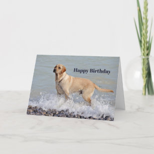 Labrador Gelber Hund Wasser Foto Geburtstag Karte