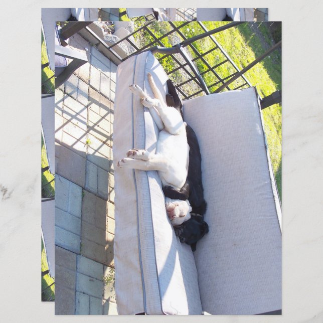 Labrador-Gruppe Schlafbuch (Vorne/Hinten)