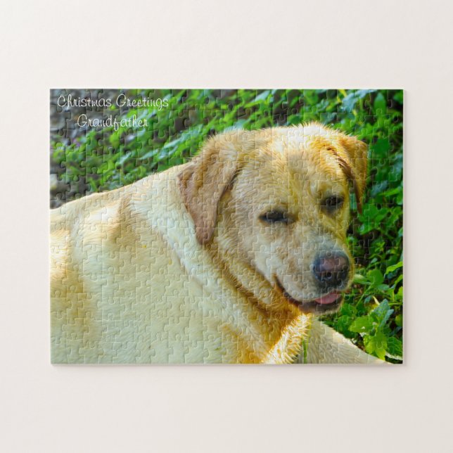 Labrador Hund. (Horizontal)