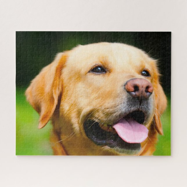 Labrador Hund. (Horizontal)