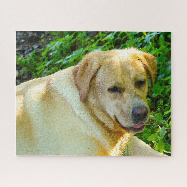 Labrador Hund. (Horizontal)
