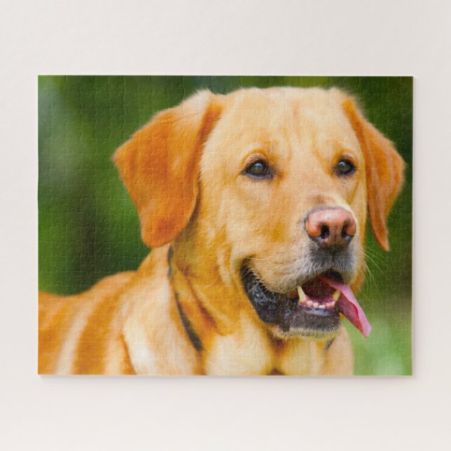 Labrador Hund. (Horizontal)