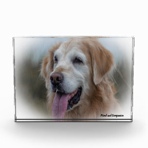 Labrador Hund. Fotoblock