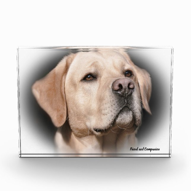Labrador Hund. Fotoblock (Vorderseite)