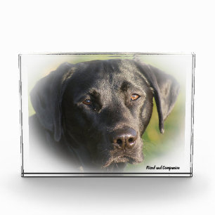 Labrador Hund. Fotoblock
