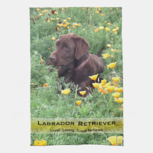 Labrador-Hund in der Handtuch