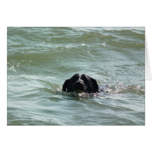 Labrador in der Swim