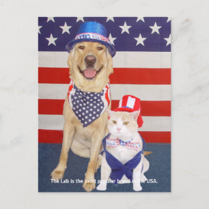 Labrador-Merkmale - Beliebt Postkarte