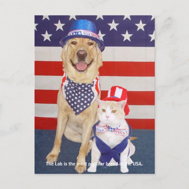 Labrador-Merkmale - Beliebt Postkarte (Vorderseite)