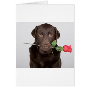 Labrador mit Rose