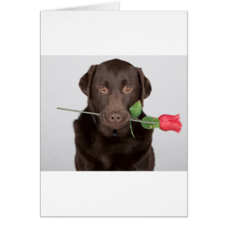 Labrador mit Rose