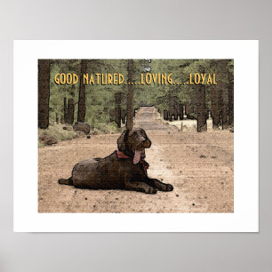 Labrador mit Schokolade auf einem Waldpfad, für de Poster
