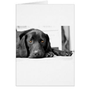 Labrador noir
