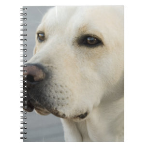 Labrador-Notizbuch Notizblock