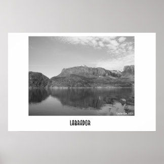 Labrador Poster