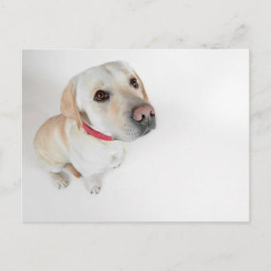 Labrador Postkarte