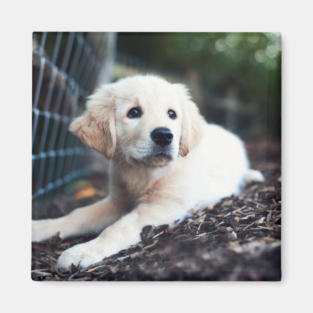 Labrador Puppy im Garten Magnet (Vorne)