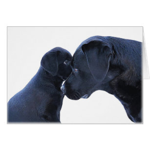 Labrador Puppy Liebe - Hunde Mama Vater - Schwarze