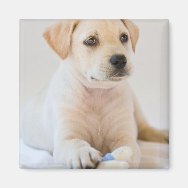 Labrador Puppy Magnet (Vorne)