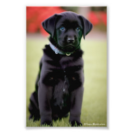 Labrador Puppy Satin Foto Erweiterung