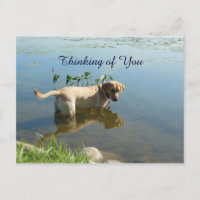 Labrador Reflection Thinking of You