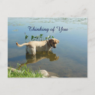 Labrador Reflection Thinking of You Postkarte
