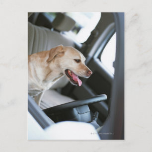 Labrador Retrieever Postkarte