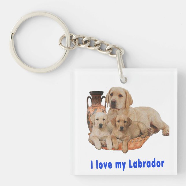 Labrador Retriever (Devant)