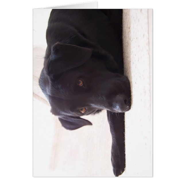 Labrador Retriever (Vorne)