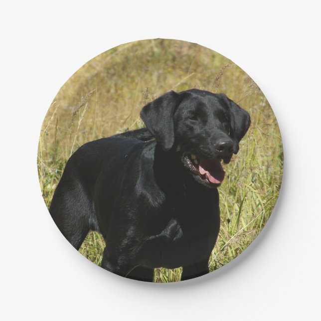 labrador-retriever-25.jpg pappteller (Vorderseite)