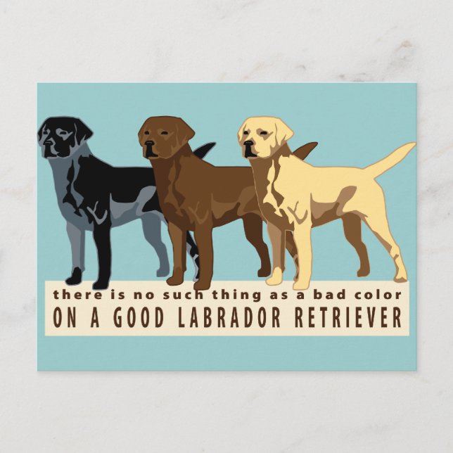 Labrador Retriever 3 Farben Postkarte (Vorderseite)