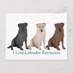 Labrador Retriever - 3 Farben zum Lieben Postkarte