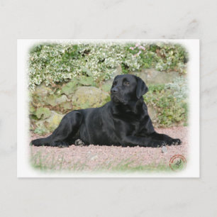 Labrador Retriever 9Y262D-047 Postkarte
